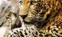 لحظه باورنکردنی شکار یک پرنده از بالای درخت توسط پلنگ