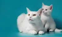 شیطنت عجیب گربه صاحبش را عصبانی کرد!