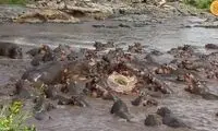 یک تمساح در محاصره ۳۰ اسب آبی!