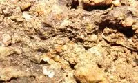 کشف یک جاندار جدید در غار‌های آمریکای جنوبی!