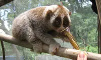 سلاحی مرگبار در دستان این حیوان بامزه!
