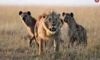 همکاری باورنکردنی کفتار و ماده شیر برای شکار کل یالدار
