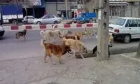 زنده‌گیری و مدیریت هر سگ ولگرد، ۷۰۰هزار تومان!