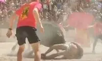 حملات خونین یک گاو عظیم‌الجثه به یک گردشگر
