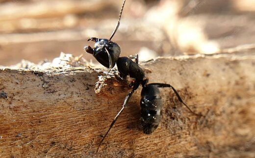 توانایی شگرف مورچه‌ها در نابودی قدرت جاذبه!