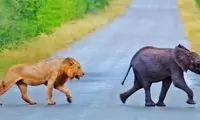 شیرها به دنبال شکار فیل کوچولو