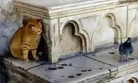 کمین ماهرانه یک گربه در شکار کبوتر