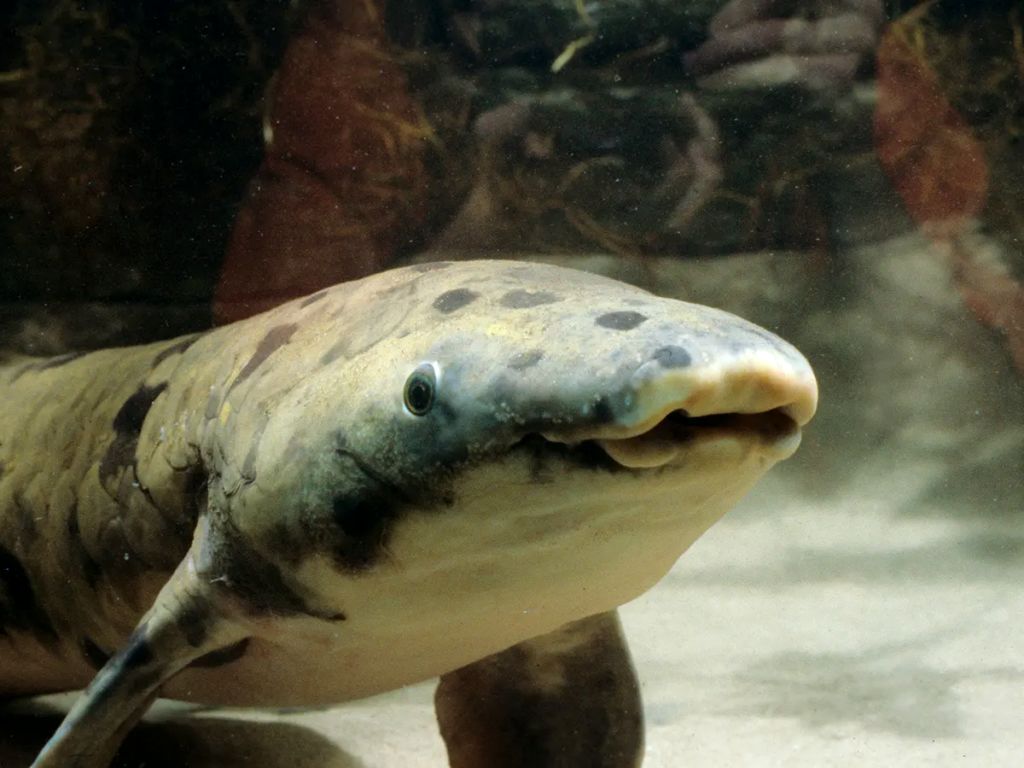 تصاویری جالب از پیرترین ماهی جهان 