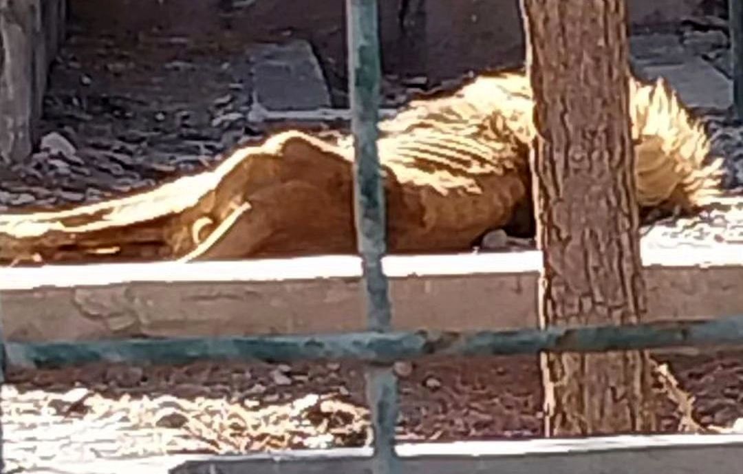  عکس تازه از وضعیت اسفناک شیر باغ وحش مشهد