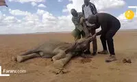 مرگ ۲۰۰ فیل بر اثر خشکسالی در کنیا 