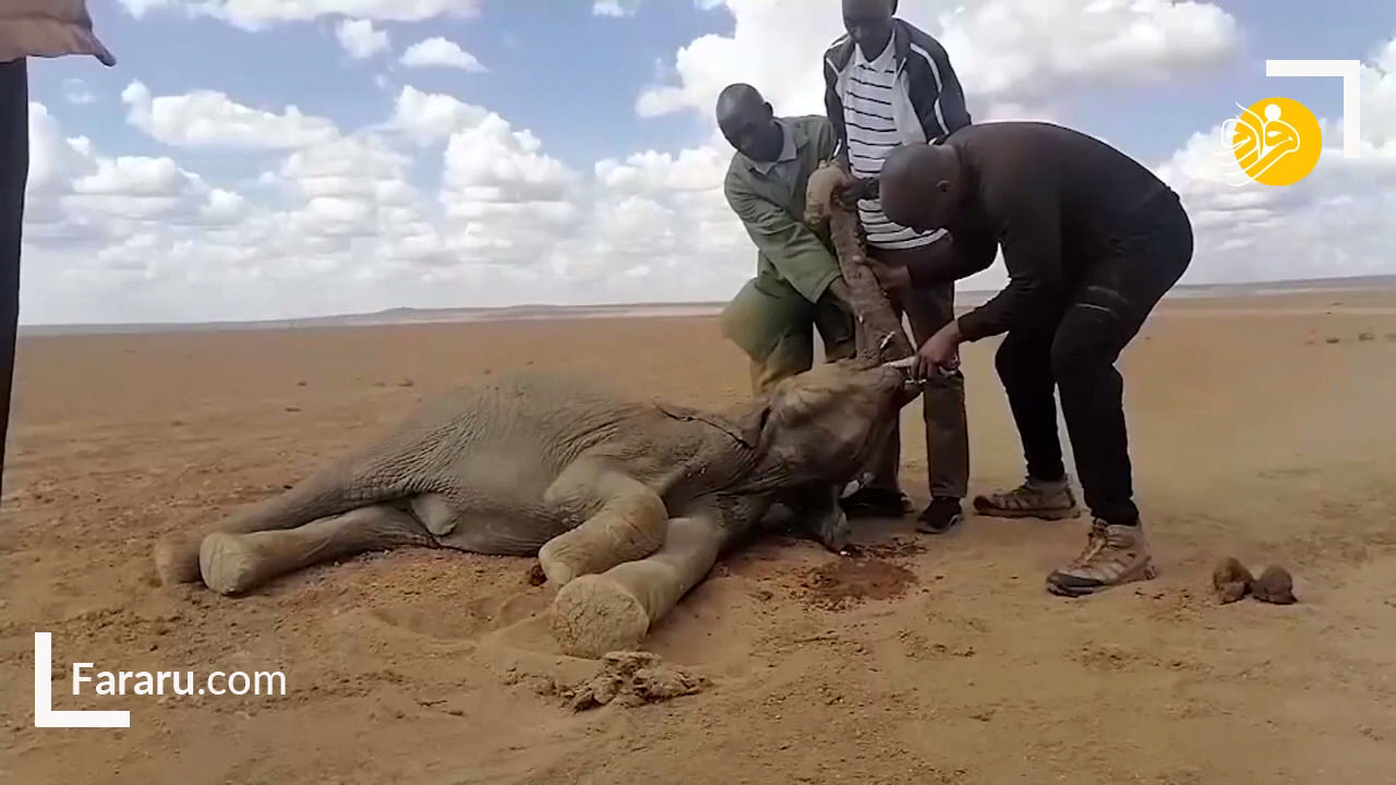 مرگ ۲۰۰ فیل بر اثر خشکسالی در کنیا 