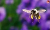 کشف تصادفی یک توانایی حیرت‌انگیز در زنبورها