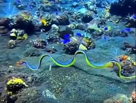 زیبایی شگفت‌انگیز مار آبی پهن در اقیانوس