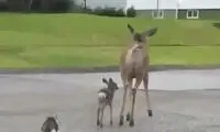 وحشی‌گری آهوی مادر وقتی احساس خطر کند