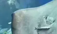  لحظه شکار کردن طعمه توسط سفره ماهی