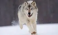 گشت‌وگذار یک گله گرگ در روز روشنِ این منطقه