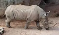 موجود ۲۰۰ تُنی که زبانش اندازه فیل است!