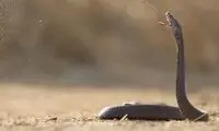 کبرا‌های تف‌انداز چگونه زهر شلیک می‌کنند؟