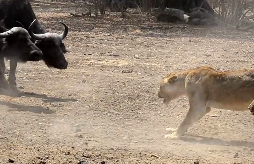  زمین خوردن بوفالو هنگام فرار از دست ۱۵ شیر!
