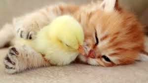 مرغی که مادر بچه گربه‌ها شده است
