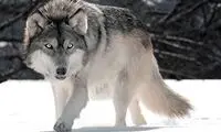ویدئویی از حمله ترسناک یک گرگ به سگ 