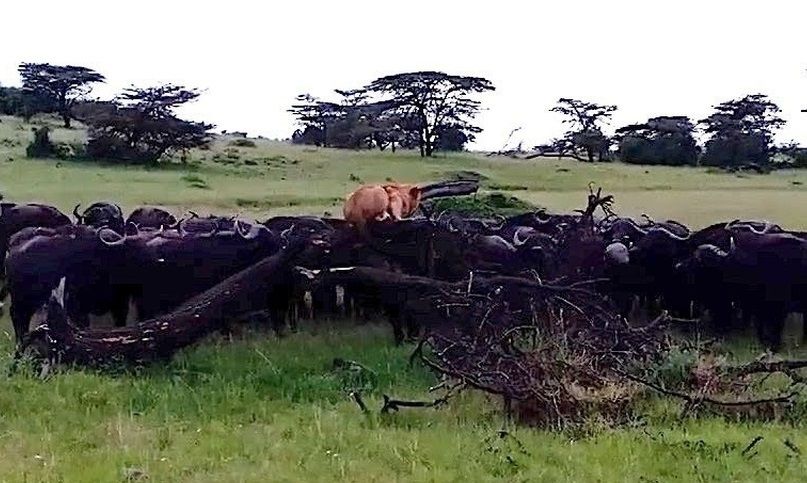 شیر از ترس گله بوفالوها به بالای درخت پناه برد