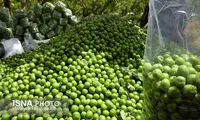ماجرای گوجه‌سبز ۴میلیون تومانی در تجریش