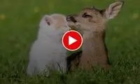 ویدیویی عجیب از نوازش‌های یک گربه توسط بچه آهو