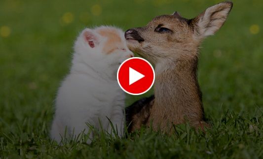 ویدیویی عجیب از نوازش‌های یک گربه توسط بچه آهو