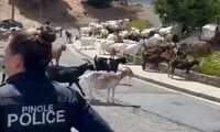 یک محله در اشغال بزها
