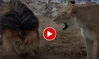 دوستی عجیب و ترسناک شیر ماده با گردشگران 