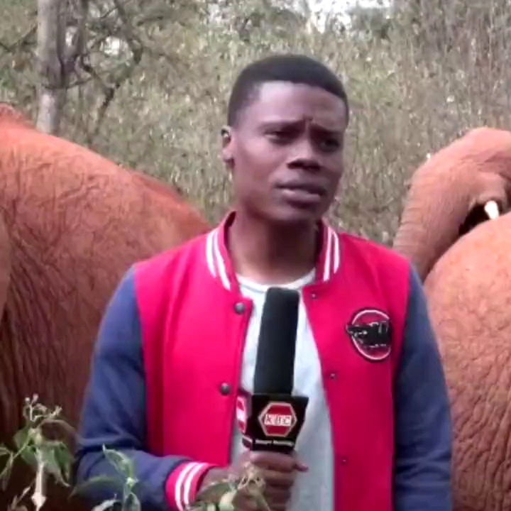 شوخی فیل با خبرنگار کنیایی حین پخش زنده
