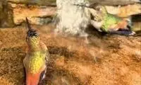 تصاویر زیبای آب خوردن این پرندگان را ببینید