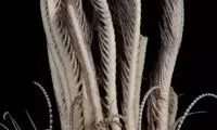 کشف گونه‌ای ترسناک از موجودات دریایی با ۲۰ دست
