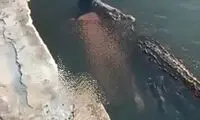 لحظه هولناک حمل جسد یک مرد در آب توسط تمساح غول پیکر!