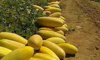 خربزه‌های عجیب ۲۵کیلویی کاشان وارد بازار شد