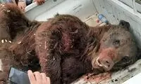 خرس قهوه‌ای سیوند تلف شد