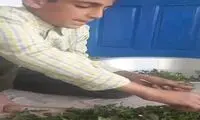 آواز جان‌سوز یک پسربچه در فراق مادرش در حین پاک کردن سبزی!