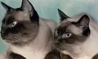 گربه عجیبی که رنگ عوض می‌کند!
