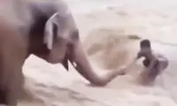 لحظه نجات مرد گرفتار در سیلاب توسط یک فیل