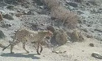 ویدئوی جذاب و تماشایی از پلنگ ایرانی در توران