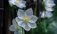 عکس‌هایی رویایی از یک گُل نادر در ایران