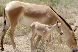 تولد نخستین کره گورخر ایرانی در پارک ملی کویر