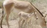 تولد نخستین کره گورخر ایرانی در پارک ملی کویر