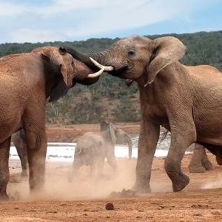 ویدیویی جالب از عدم تسلط یک بچه فیل در کنترل خرطومش!