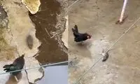 نبرد حماسی یک موش شجاع با خروس!