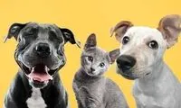 حقایقی عجیب در خصوص رفتار حیوانات