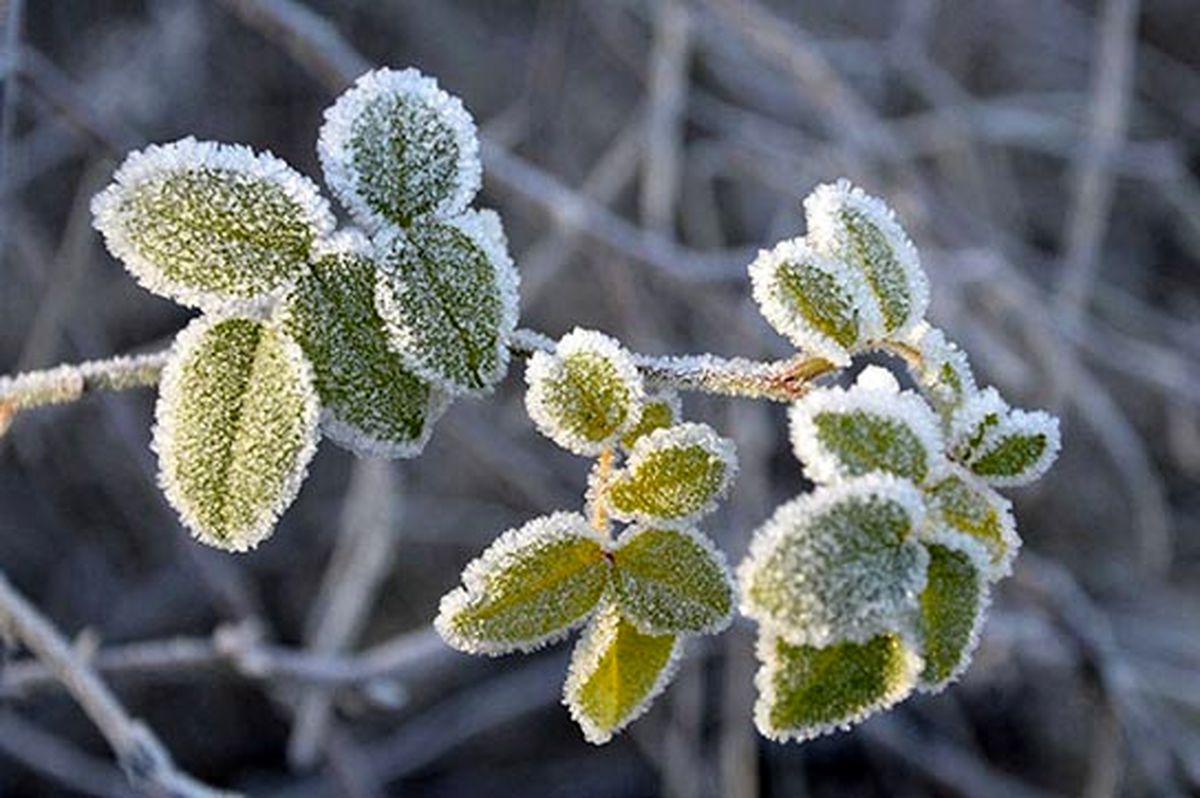 یخبندان شدید شبانه برای این استان‌ها در راه است