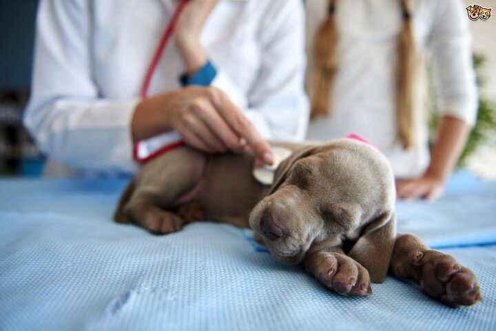 خطر جهش ژنتیکی آنفلوآنزای سگی در کمین انسان‌ها