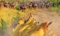 بوفالوی مادر، جان خود را فدای نجات بچه‌اش از دست شیرها کرد